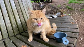 Cats that live in the park and are very beautiful. I gave them food. 😍