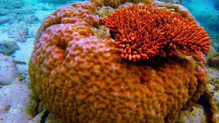 Great Barrier Reef, Australia Green Island /Большой Барьерный Риф, Австралия Остров Грин Айленд.