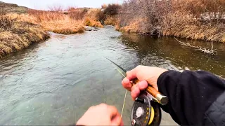 Tiny Creek Fishing for Big Trout (Wild & Native)