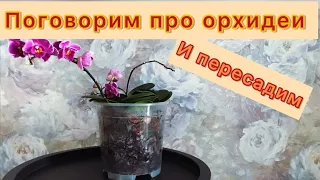 Пересадка трех новых орхидей вместе, после покупки.