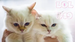 🤣Смешные Животные -  Я Ржал целый ЧАС😸Смешные Кошки Приколы с Кошками собаками #19 Funny cats video