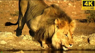 Lions in 4K 10 bit color   African Wild Animals  Of Africa