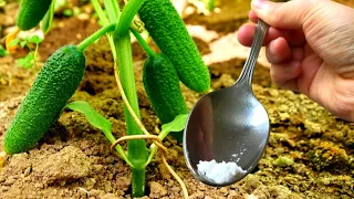 1 Art. Spoon Under the Cucumber Bush. We multiply the connection. Up to 100 Kg of Harvest From the