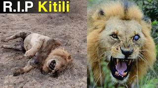 R.I.P Kitili | Nairobi's Famous One Eyed Lion Kitili Found Dead After A Fight