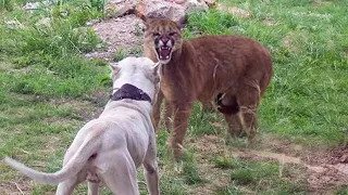 DOGO ARGENTINO SE DÁ MAL COM ONÇA PARDA - ONÇA PARDA DETONA DOGO ARGENTINO