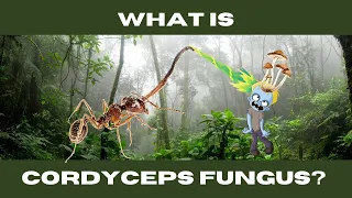 What is the Cordyceps Fungus (The Last of Us)?