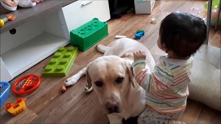 Лабрадор и дети. Labrador and children.