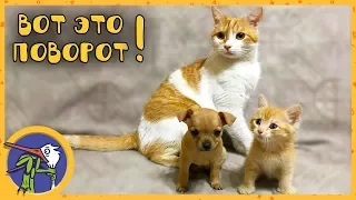 We go to the animal market to buy friends for our cat Ryzhik(Ginger). Buy a puppy and save a kitten