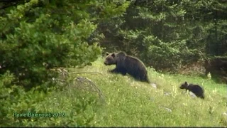 Mother Bear with her Cub | Velebit