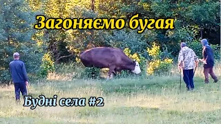 Бугай ледве не покачав пастухів,загоняли всім селом.Скоро буде ковбаса.