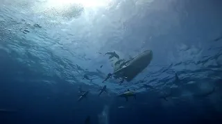 Shark feeding