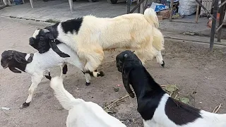 Beauty long hair jamunapari goat stud for breeding in village farm