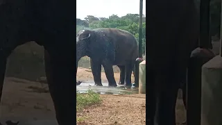 Elephant 🐘 pudikkuma friends....