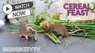 Cereal Feast  - MouseCityQuickTV