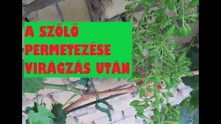 A szőlő permetezése virágzás után