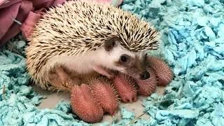 Mommy Hedgehog Giving Birth To Five Cute Babies