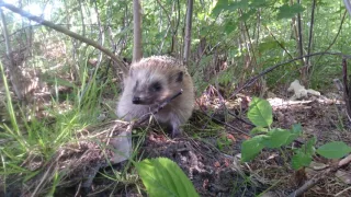 Grunting hedgehog approaching me