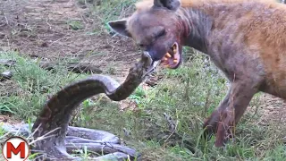 70 Craziest Animal Fights of All Time