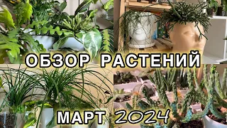 💜💚МОИ ЛЮБИМЫЕ РАСТЕНИЯ | ОБЗОР ЦВЕТОЧНОЙ КОЛЛЕКЦИИ в марте 2024 | не все пережили зиму🌿💚💜