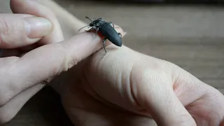 Спаривание жуков зофобасов / Mating of zophobas beetles / insects