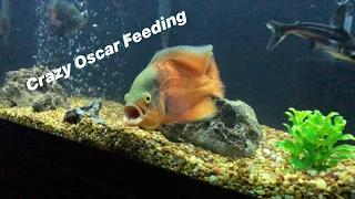 Insane Oscar Feeding (LIVE FROGS, CRAYFISH, FEEDERS)