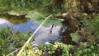 esse riacho foi tomando pôr milhões de invasores, pescaria raiz