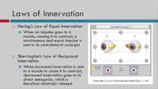 Ocular Movements: Muscle Sequelae