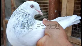 top 10 high flying pigeons - Best high flying pigeons eyes