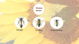 Bau der Insekten und das Leben im Bienenstaat