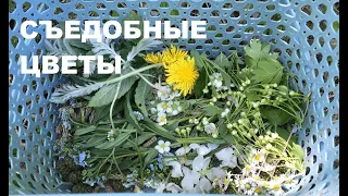 Немного о СЪЕДОБНЫХ ЦВЕТАХ. Цветочная кулинария.