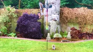 Amazing Squirrel Proof Bird Feeder Spectacularly Fails