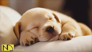20 HOURS of Dog Calming Music🎵🐶Relaxing music for dogs🐶💖Anti Separation Anxiety Relief🎵 NadanMusic