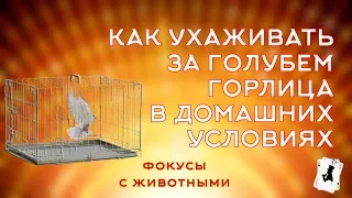 Как ухаживать за голубем Горлица.