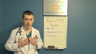 FeLV and FIV Testing