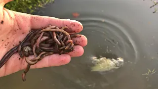 Bass Love Worms!!