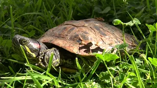 "Red Ear Slider" i Skoledammen på Raufoss