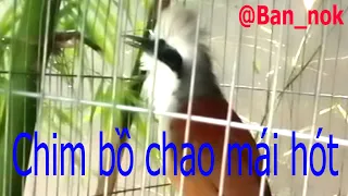 Chim bồ chao mái hót