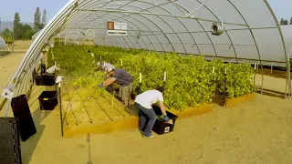 Belushi's Farm: A Look Into Jim Belushi's Cannabis Grow