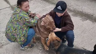 Прогулка на свежем воздухе с собакой, что может быть лучше / Приют для собак г Ефремов