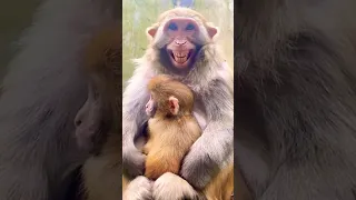 Monkey face Funny smile || Bandar Mama/Monkey Status