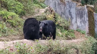 Scary Bears