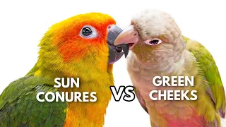 Green Cheek Conures vs Sun Conures