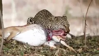 Leopard eats an unborn impalas baby right from the womb 🐆