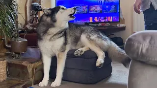 Husky Uses His MANLY Voice To Act Tough!