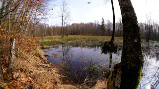 Odgłosy natury | w lesie na mokradłach | przyroda i dźwięki