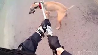 Bodycam Shows Mesa Police Officer Rescuing Dog From Canal