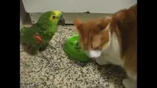 EPIC! Parrot vs Cat food fight.