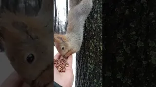 Белка приползла и села в шпагат / The squirrel crawled and sat down in the splits