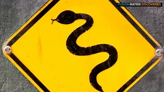Explore Snake Island: The World's Most Dangerous Place
