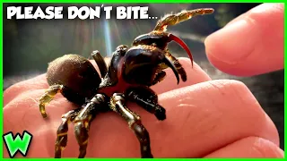 What Happens if You TOUCH America's Angriest Spider?